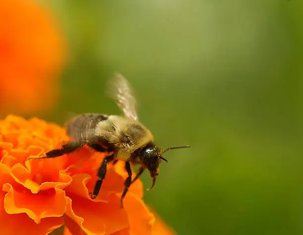 A bumblebee in flight moves from flower to flower collecting pollen