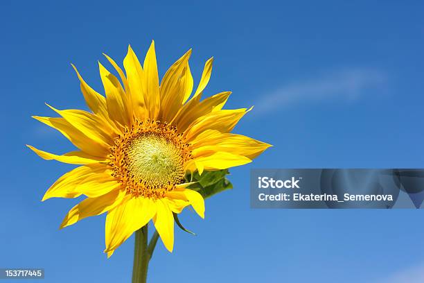 Bellissimo Giallo Girasole - Fotografie stock e altre immagini di Arancione - Arancione, Bellezza, Bellezza naturale