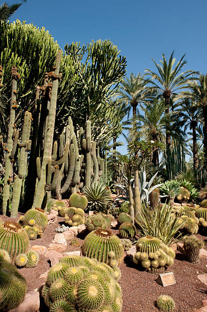 istock Huerto del Cura in Elx 153717552