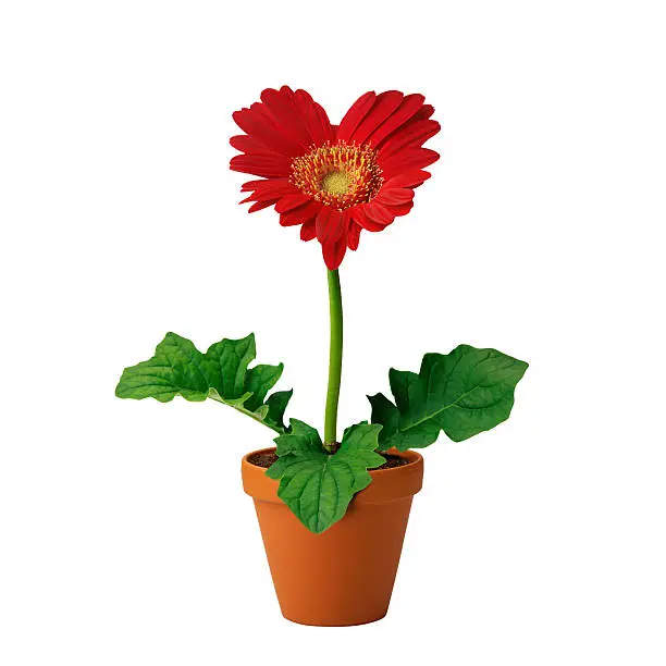 Red flower-heart in flowerpot isolated