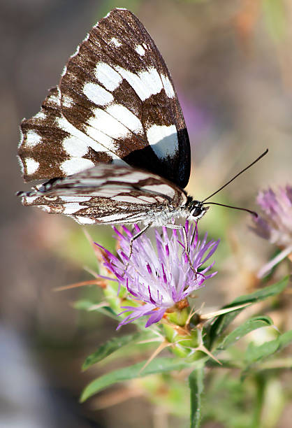 istock Black and white butterfly on violet flower 153717955