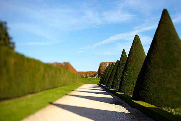 istock Jardin a la Francaise: Cone shaped trees in Formal Garden 153718007