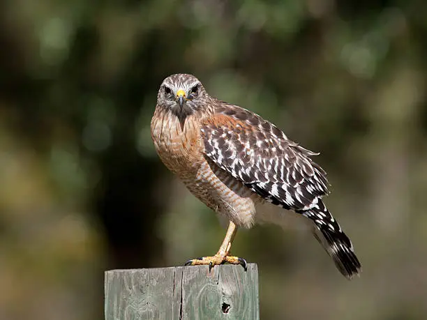 Photo of Red-Shouldered Hawk