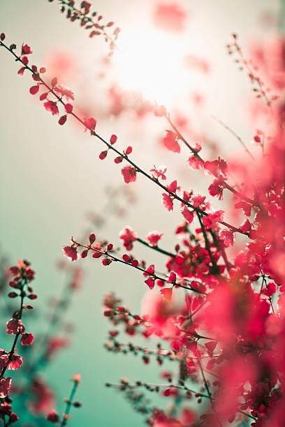 istock Vibrant red asian sakura background 153718457