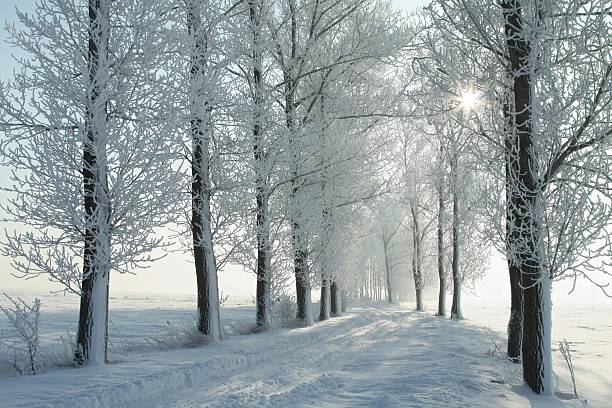 istock Winter lane at dawn 153718483