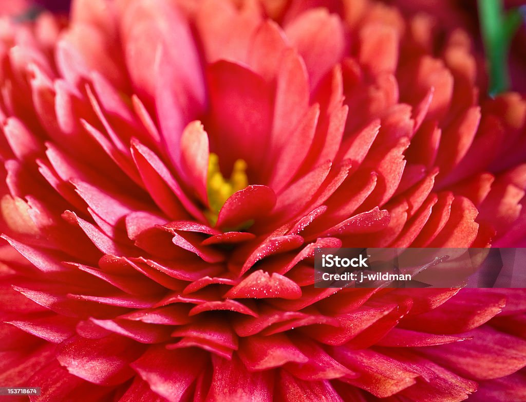 chrysanthemum Beautiful magenta chrysanthemum flower (autumn vivid background) Autumn Stock Photo