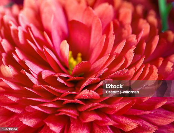 Chrysanthemum Stock Photo - Download Image Now - Autumn, Backgrounds, Blossom