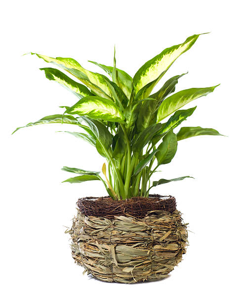 istock Window plant "Dieffenbachia paint" 153718799