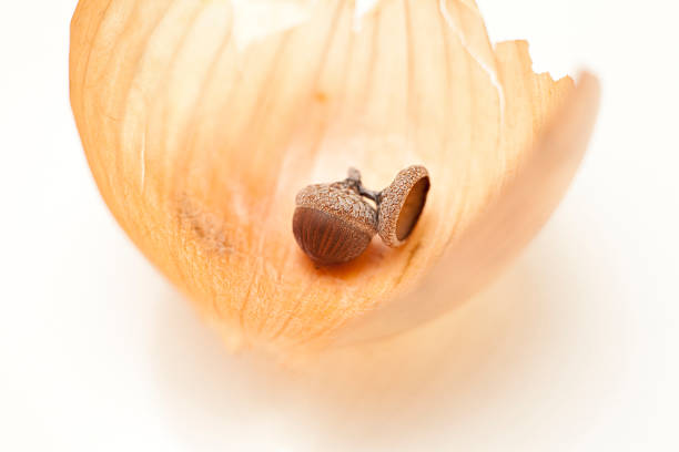 un gland sur l'oignon la peau - onionskin photos et images de collection