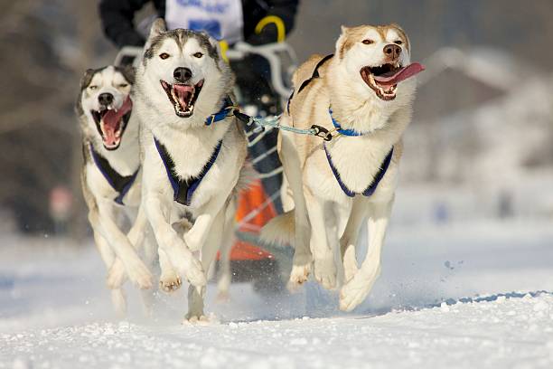 istock sleddog race in winter on snow 153719231