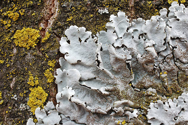 Lichen stock photo