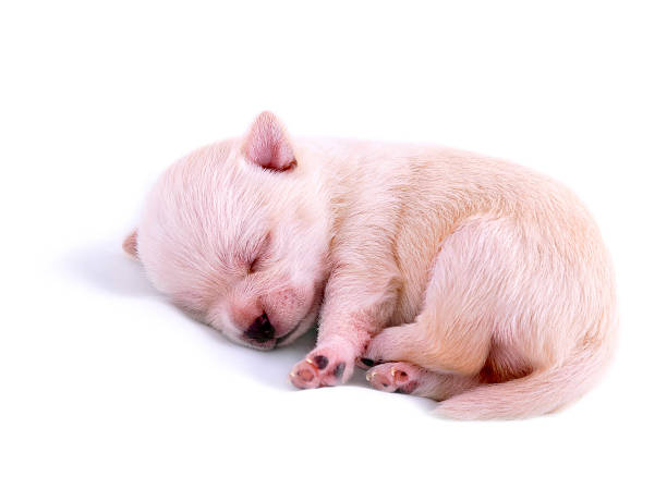 istock sleeping chihuahua puppy on white background 153719447