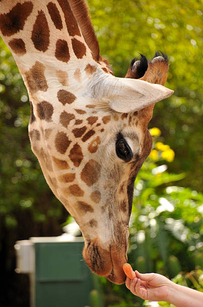 Giraffe feeding stock photo