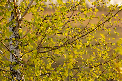 Spring background with bright green leaves of birch in sunlights