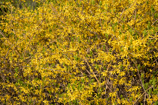 Yellow flowers of bush Forsythia in spring blooming