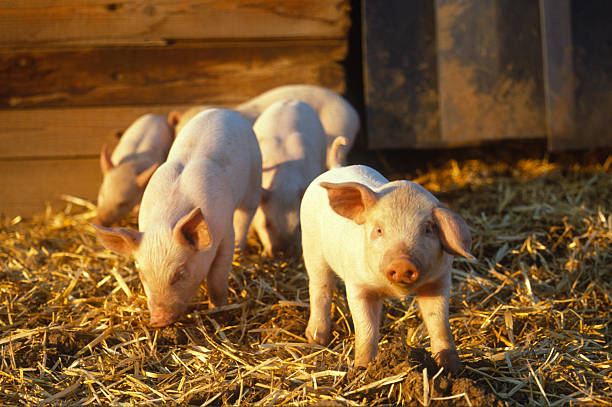piglets stock photo