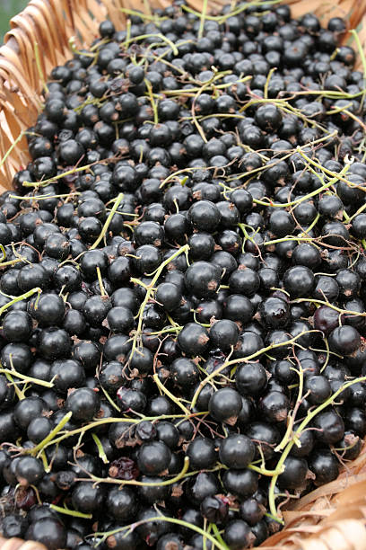 istock Harvest of Black currants 153719824