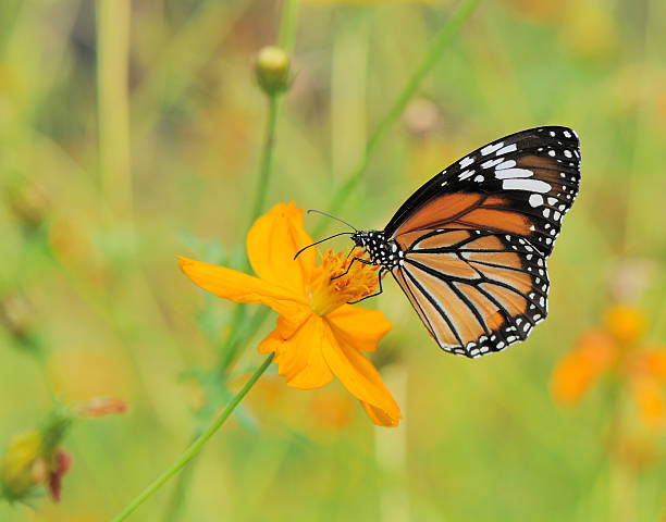 istock monarch butterfly (family Danaidae) swarm on the cosmos flower 153720036