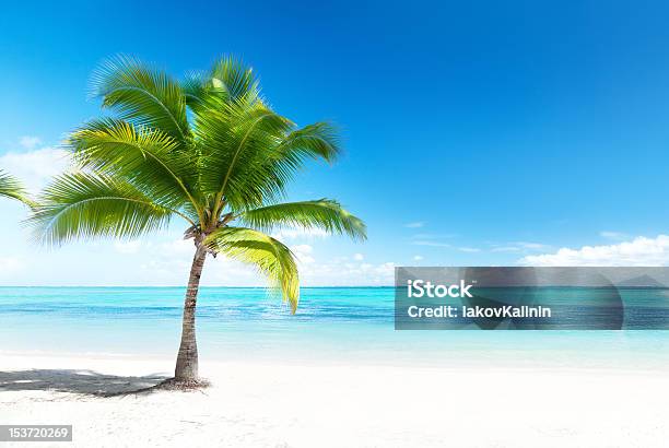 Palmera En La Playa Con Vista Al Mar Foto de stock y más banco de imágenes de Palmera - Palmera, Playa, Clima tropical