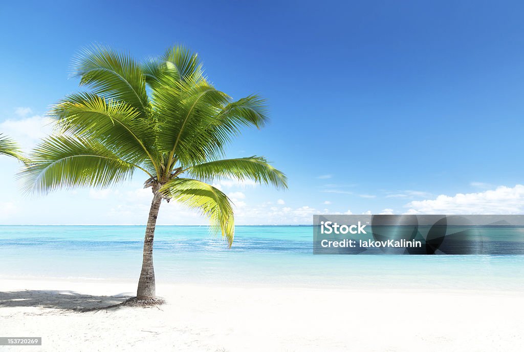 Albero di palme sulla spiaggia con vista sull'oceano - Foto stock royalty-free di Palma