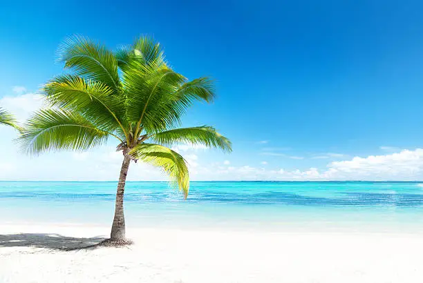 Photo of Palm tree on beach overlooking ocean