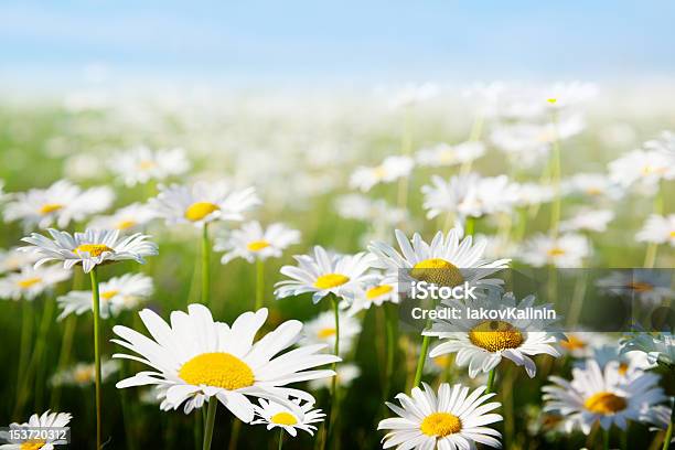 Photo libre de droit de Champ De Fleurs De Marguerite banque d'images et plus d'images libres de droit de Arbre en fleurs - Arbre en fleurs, Bleu, Ciel