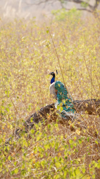 istock Indian peafowl, or Pavo cristatus 1537203188