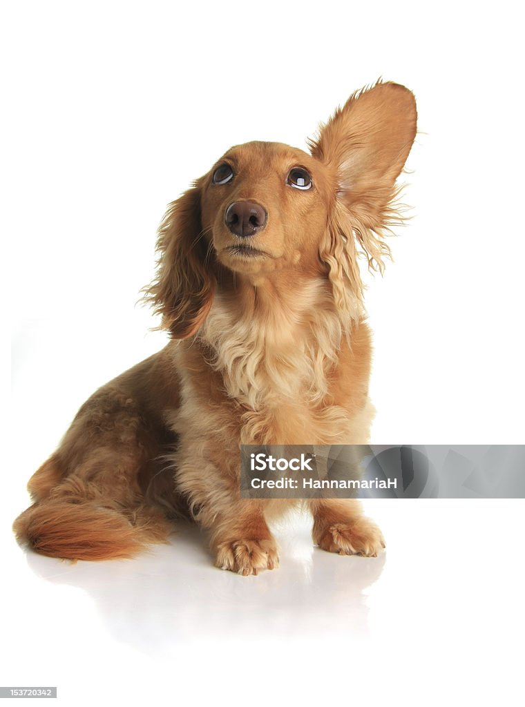 Sound dog Funny dachshund dog listening to music. Dog Stock Photo