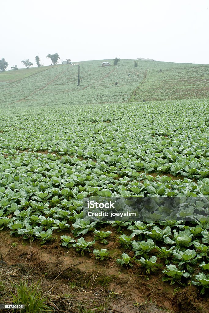 Rangées de chou dans le champ - Photo de Agriculture libre de droits