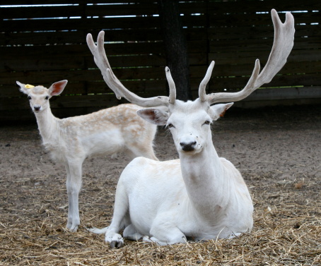 A white deer lays down as a fawn stands nearby.