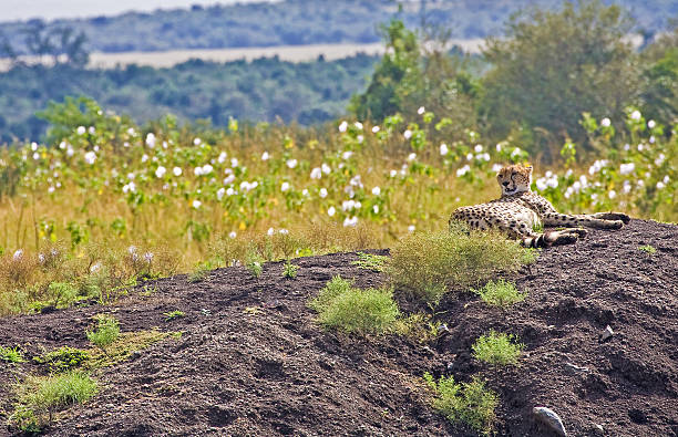 cheetah resting stock photo