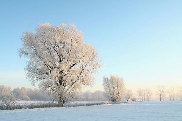 istock Winter landscape at dawn 153721158