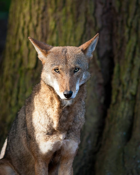 Red Wolf sitting