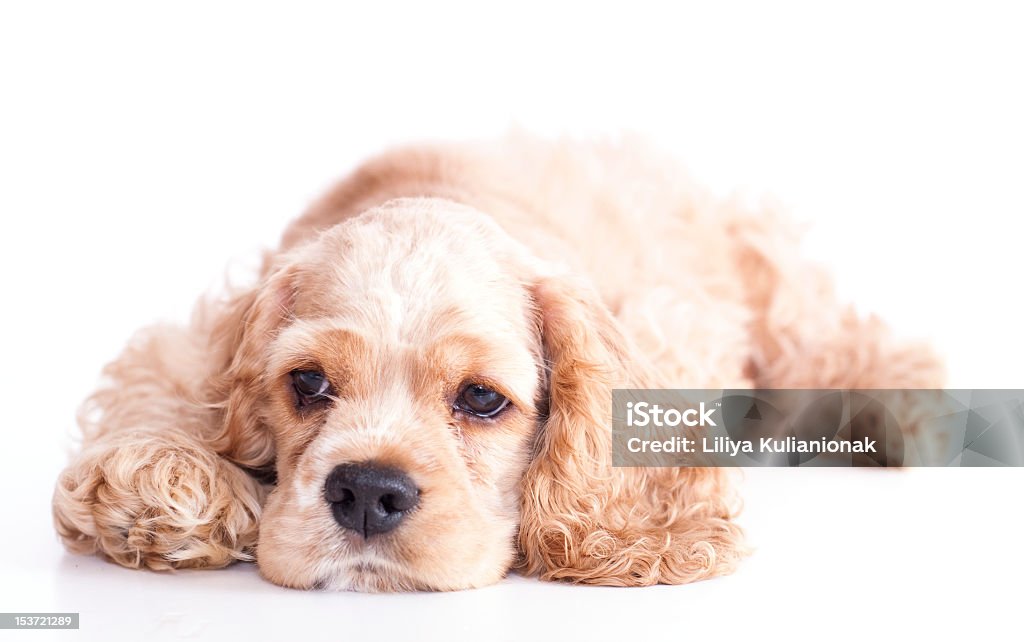 Puppy American Cocker Spaniel Breed purebred puppu  American Cocker Spaniel  from a light beige curly hair American Culture Stock Photo