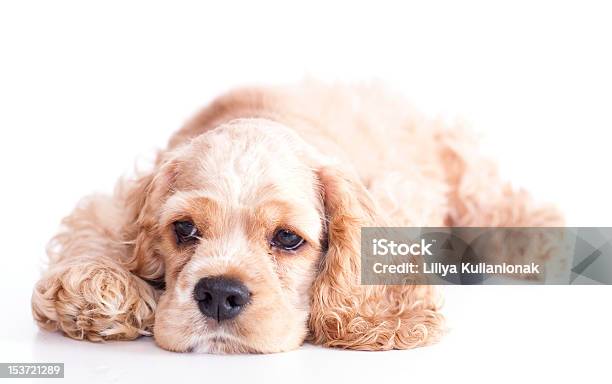 Puppy American Cocker Spaniel Breed Stock Photo - Download Image Now - American Culture, Animal, Canine - Animal