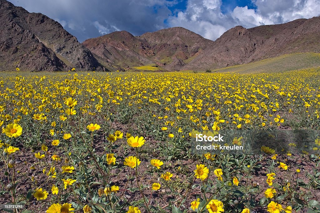 Death Valley in Bloom, Jubilee-Pass - Lizenzfrei Blume Stock-Foto