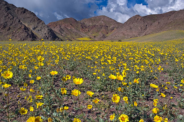 istock Death Valley in Bloom, Jubilee Pass 153721292
