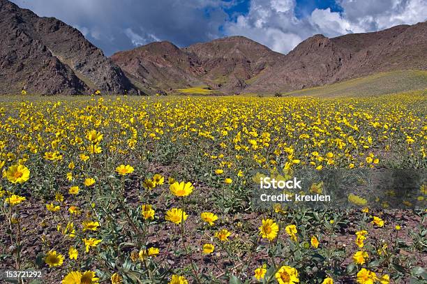 Foto de Vale Da Morte Em Flor Jubilee Passe e mais fotos de stock de Flor - Flor, Parque Nacional do Vale da Morte, Amarelo