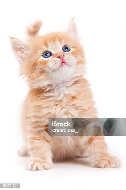 Sibirische Katze Isoliert Auf Weiss Stockfoto und mehr Bilder von Katzenjunges - Katzenjunges, Weißer Hintergrund, Freisteller – Neutraler Hintergrund