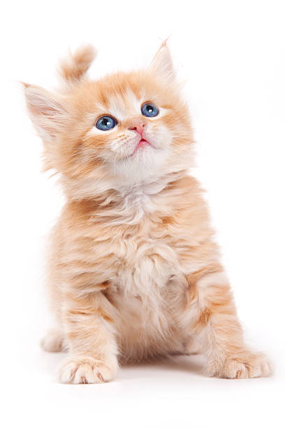 istock Siberian cat isolated on white 153721324