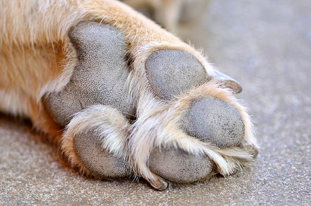 istock Resting dog's paw close up 153721346