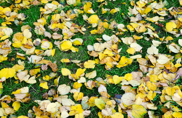 istock Autumn in Moscow, Russia 1537214117