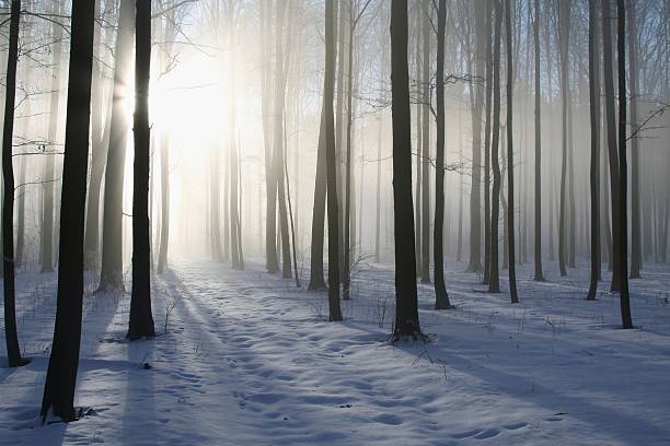 caminho na floresta de inverno em um nevoeiro de manhã - vibrant color forest ice snow - fotografias e filmes do acervo