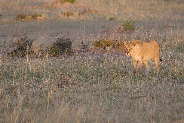 Lionne en Afrique. - Photo