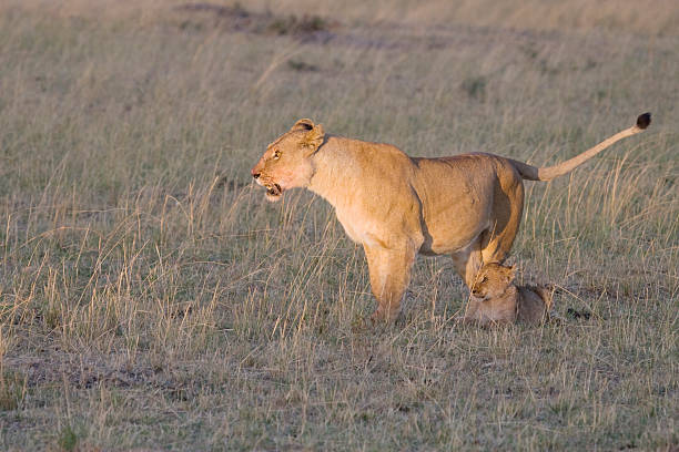 Lionne & cub au Masai Mara. - Photo