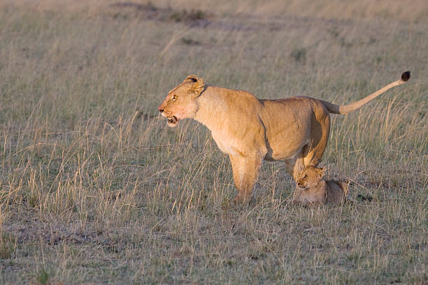 Leoa & Cria de Masai Mara. - fotografia de stock