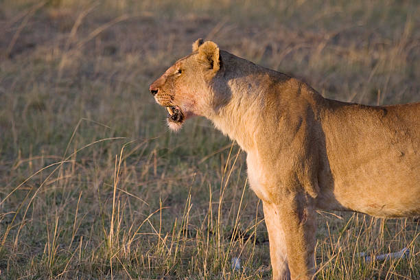 Lionne en Afrique. - Photo