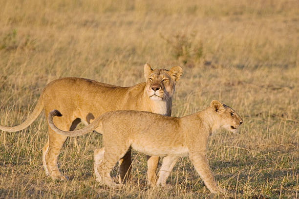 Leoa & Cria de Masai Mara - fotografia de stock