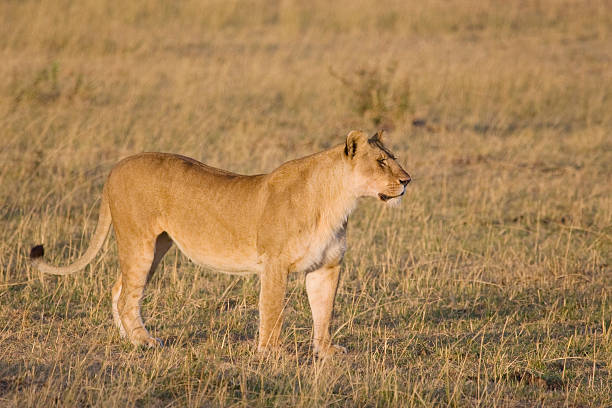 Leoa em África - fotografia de stock