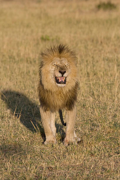 Macho Leão no Quénia - fotografia de stock